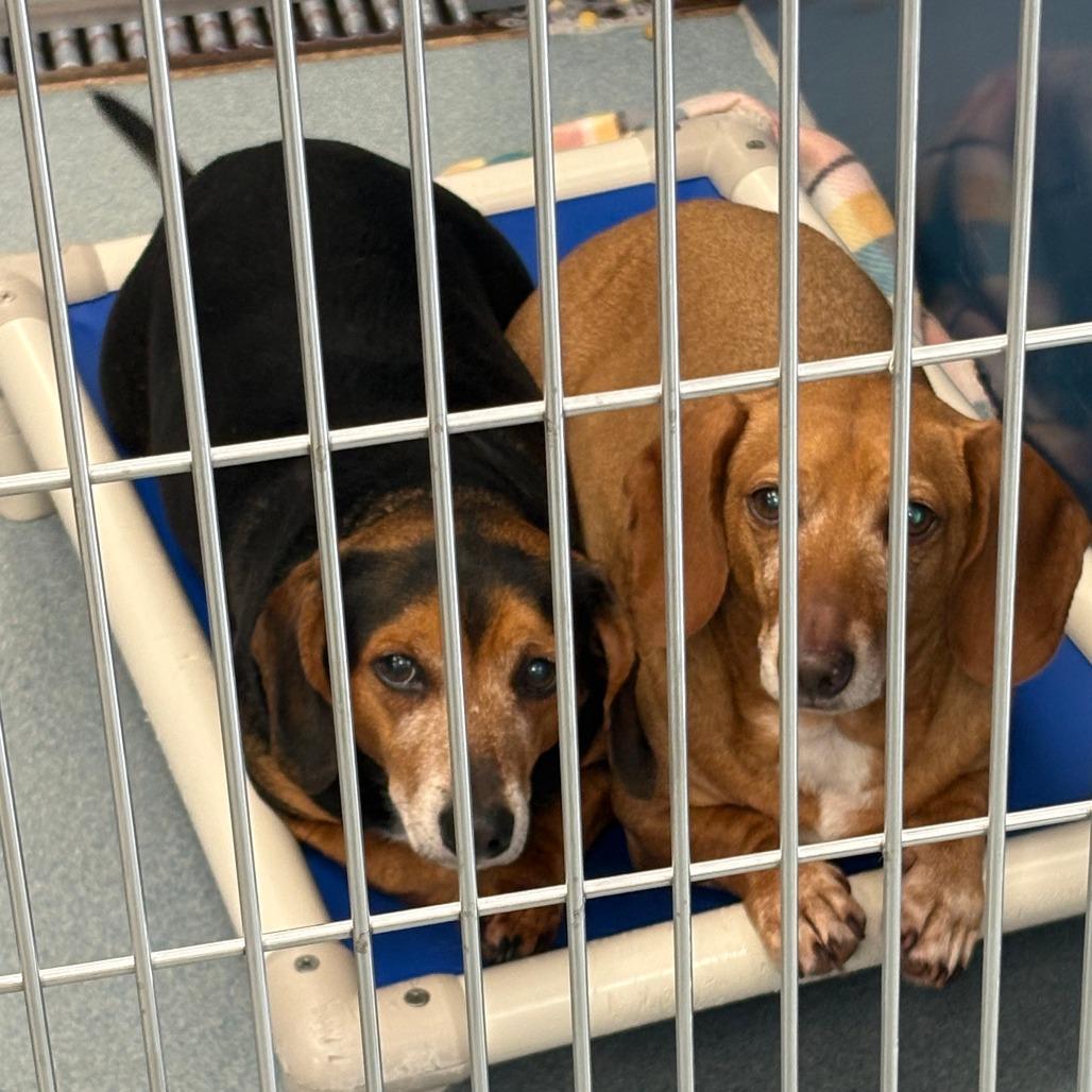 Diego, Adoptable, Senior Male Dachshund & Beagle.