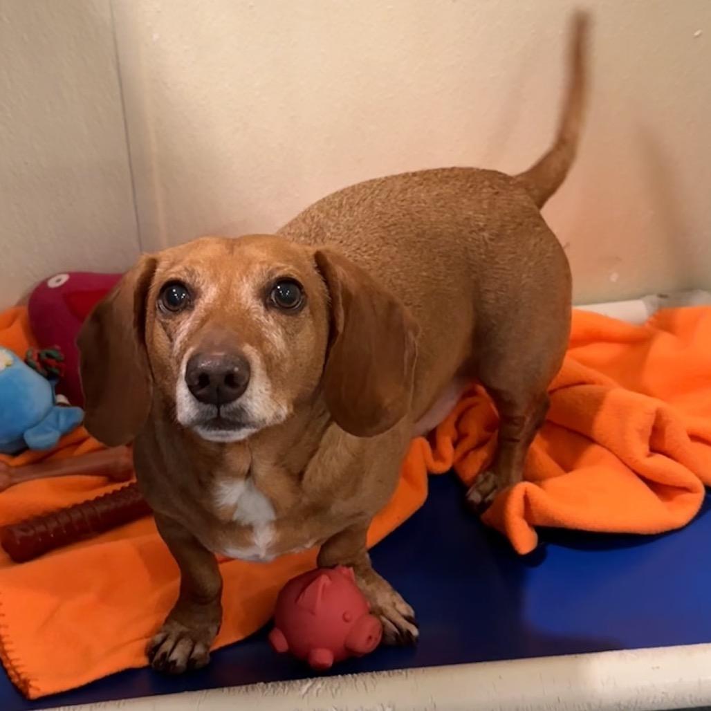 Enlarge Diego, a Adoptable mixed breed in Chesapeake, VA image 2/2