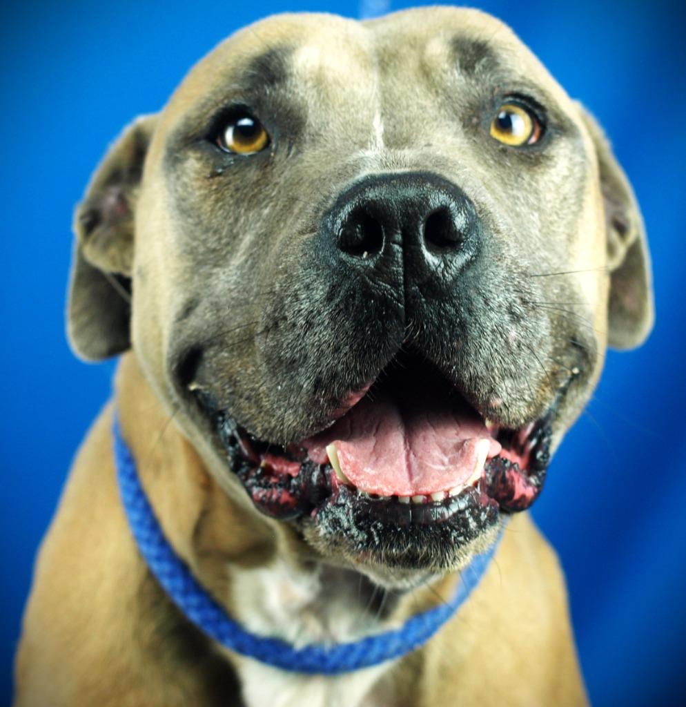 Enlarge Narci (Sasha), a Adoptable mixed breed in Denham Springs, LA image 1/4