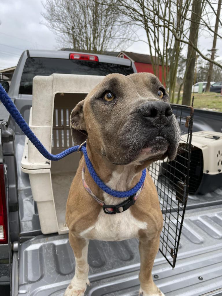 Narci (Sasha), a Adoptable mixed breed in Denham Springs, LA image 3/4