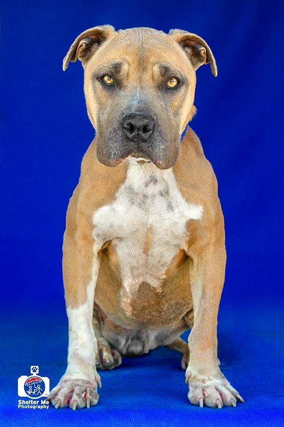 Enlarge Narci (Sasha), a Adoptable mixed breed in Denham Springs, LA image 4/4
