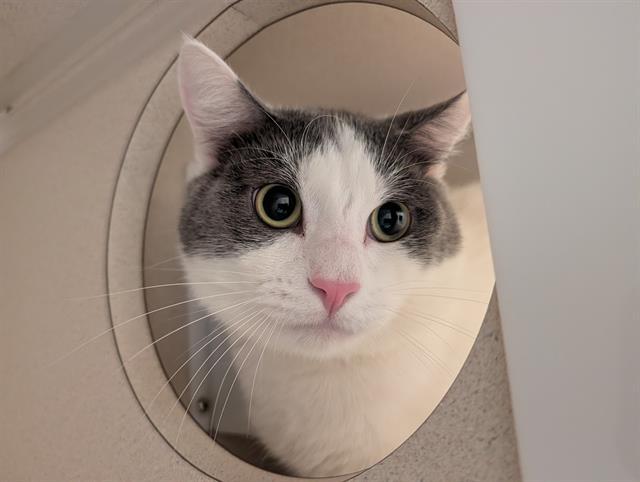 Enlarge JANGO FETT, a Adoptable Domestic Short Hair in Denver, CO image 1/1