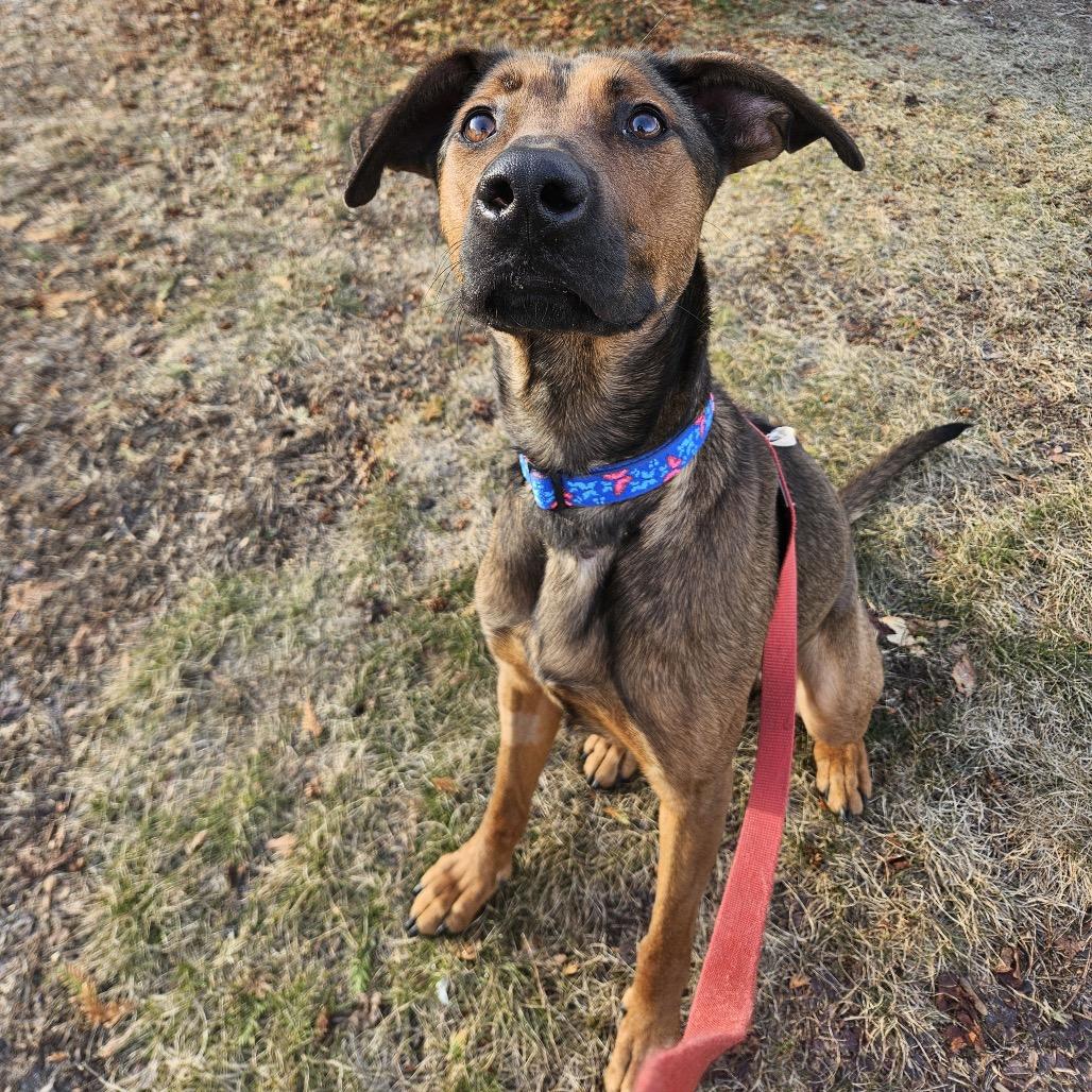 Dakota-Longest Resident, Adoptable, Adult Female Rhodesian Ridgeback & Shepherd.