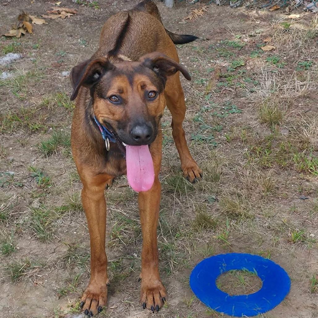 Enlarge Dakota-Longest Resident, a Adoptable mixed breed in Conway, NH image 3/6