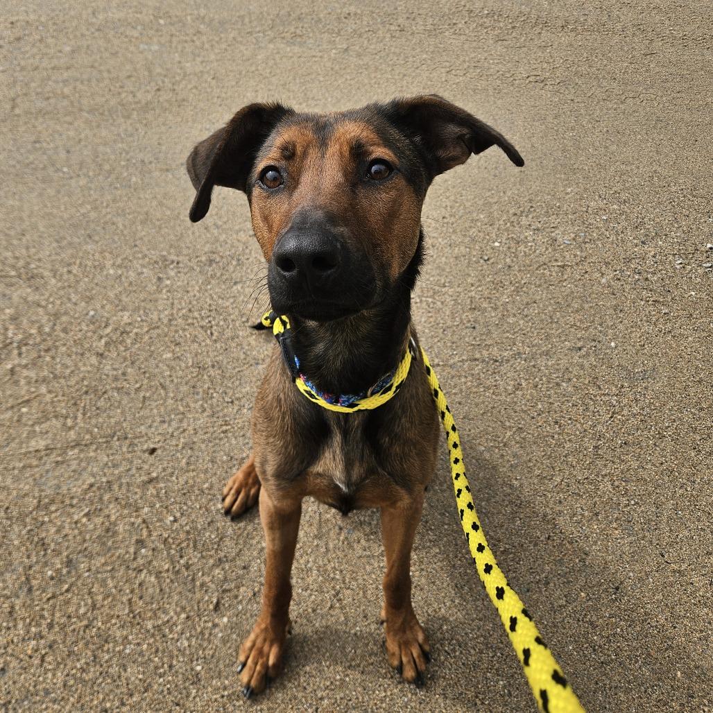 Enlarge Dakota-Longest Resident, a Adoptable mixed breed in Conway, NH image 4/6