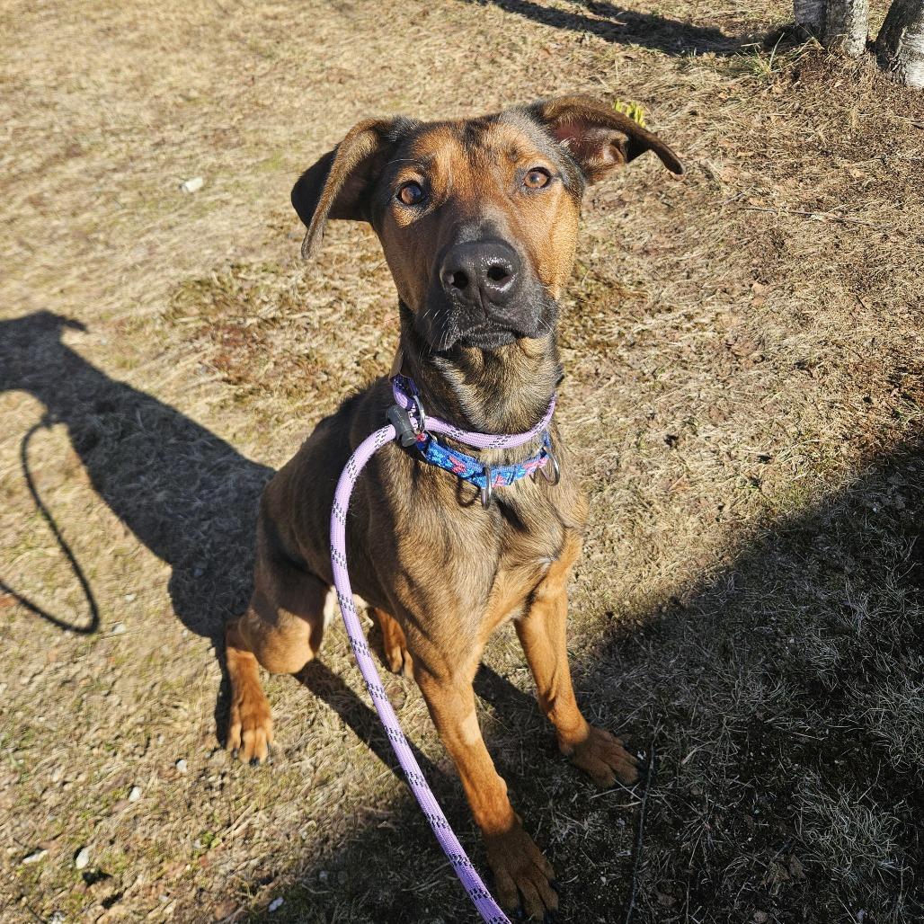 Enlarge Dakota-Longest Resident, a Adoptable mixed breed in Conway, NH image 5/6