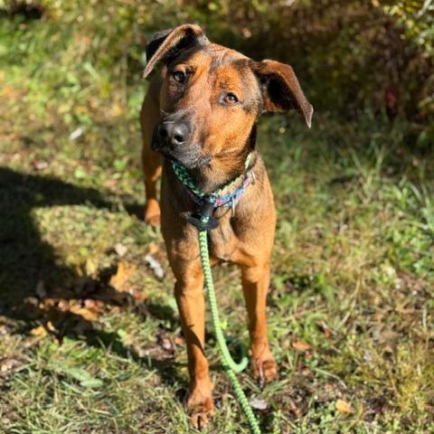 Enlarge Dakota-Longest Resident, a Adoptable mixed breed in Conway, NH image 5/6