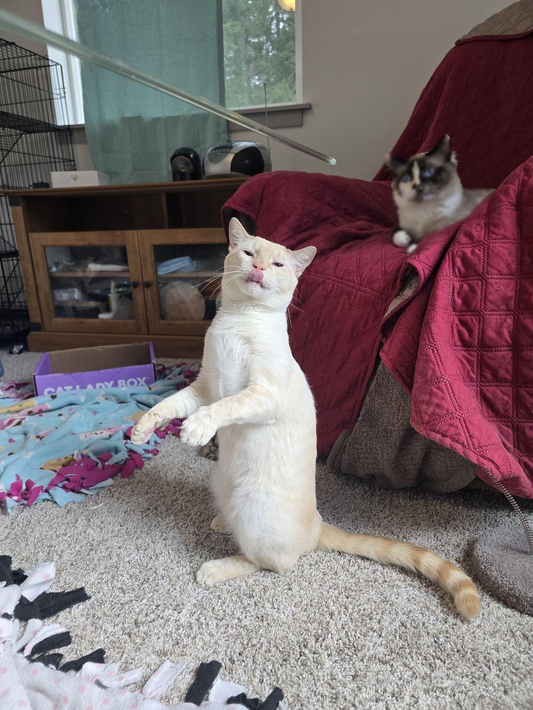 Enlarge Gus, a ADOPTABLE mixed breed in Rochester, WA image 3/4