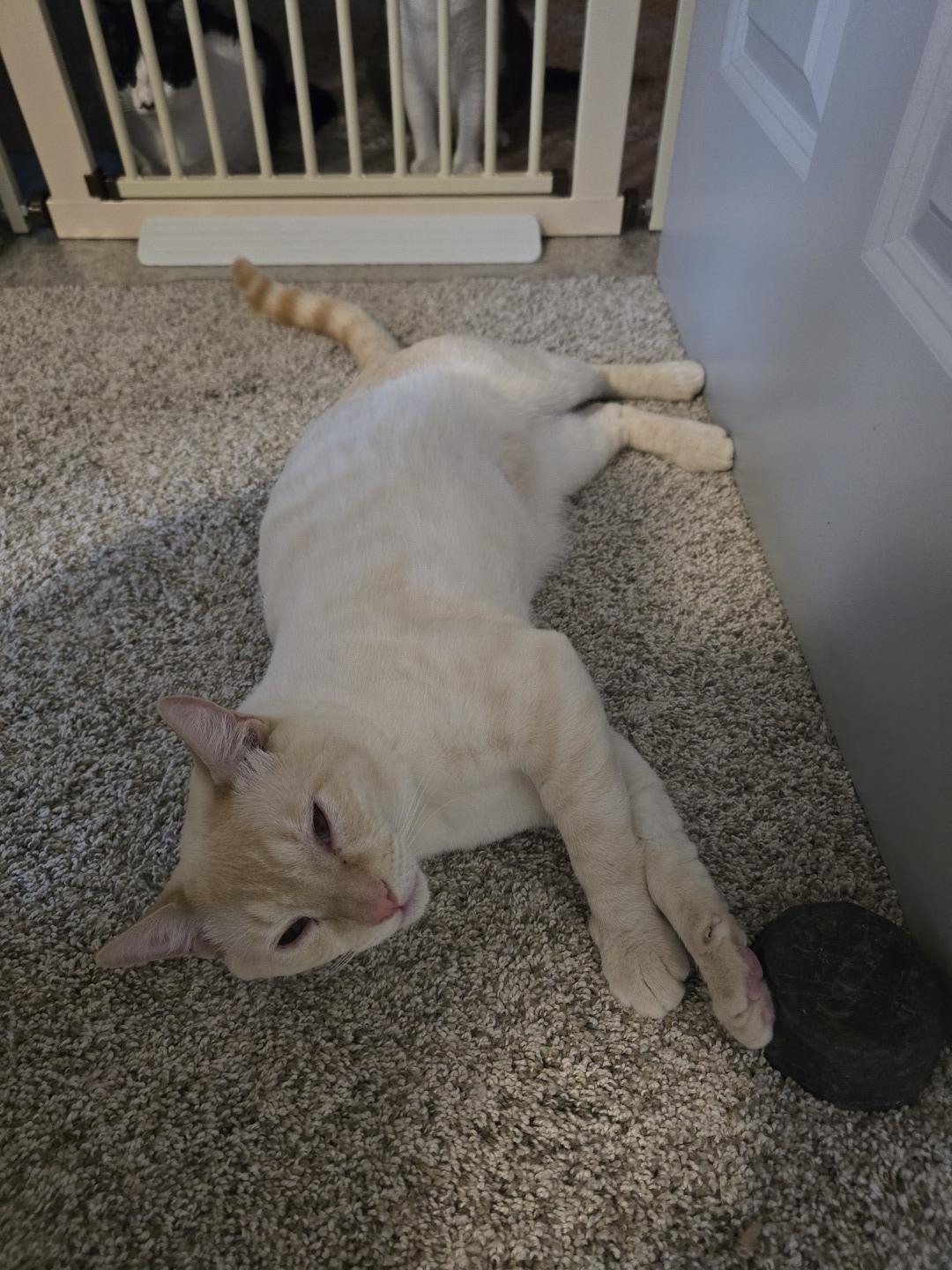 Gus, ADOPTABLE, Young Male Domestic Short Hair & Siamese.