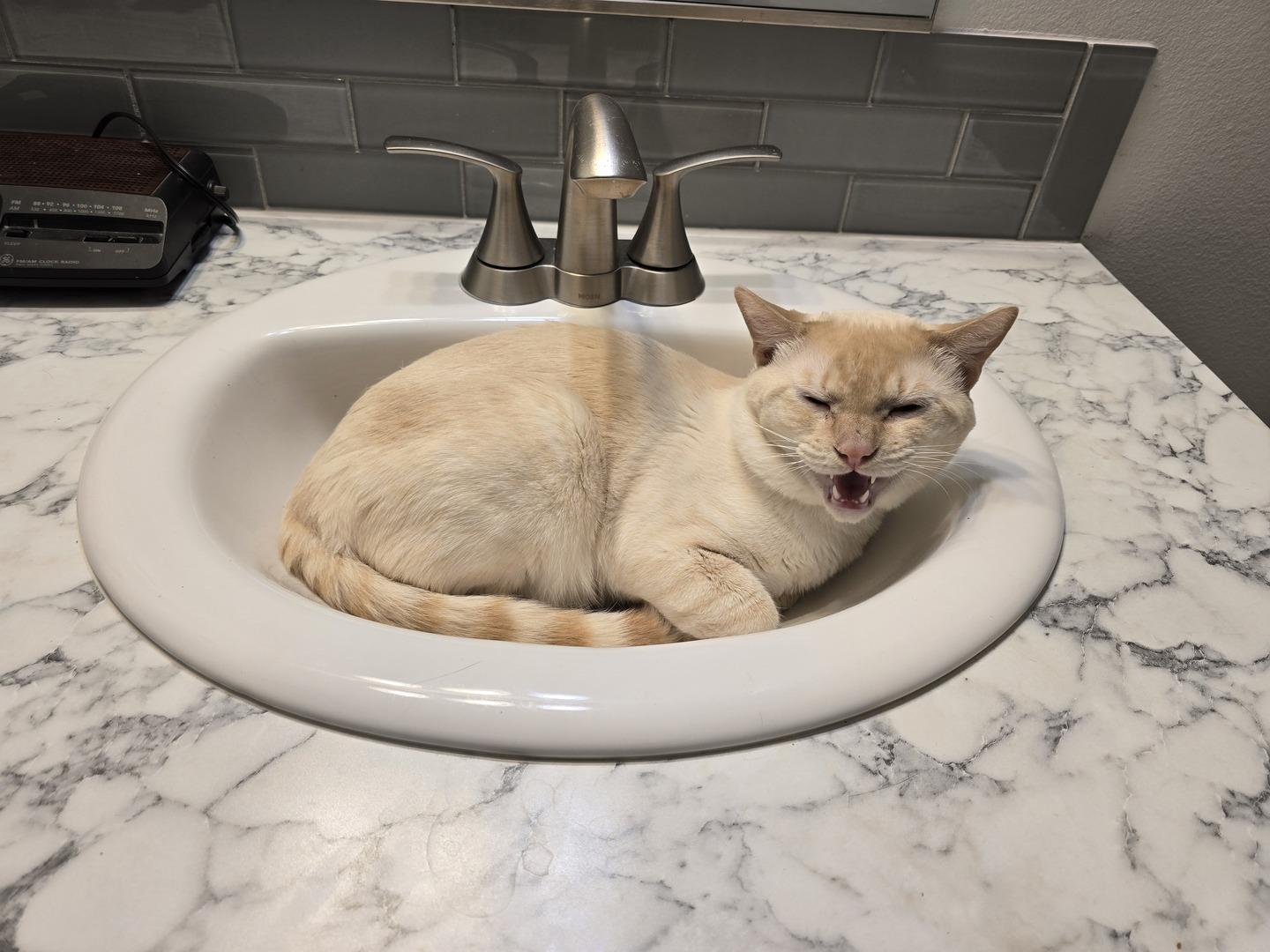 Enlarge Gus, a ADOPTABLE mixed breed in Rochester, WA image 4/4