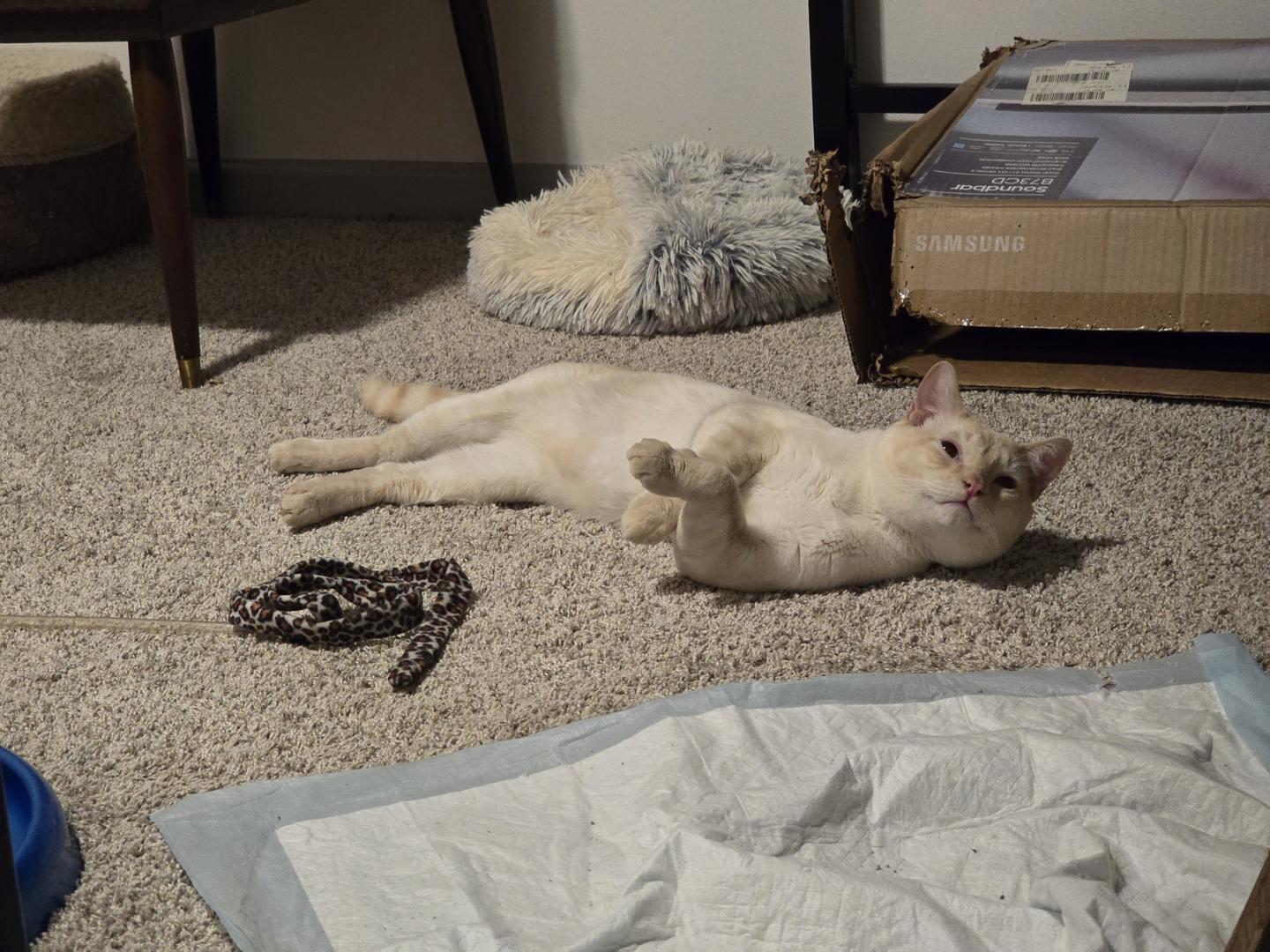 Enlarge Gus, a ADOPTABLE mixed breed in Rochester, WA image 2/4