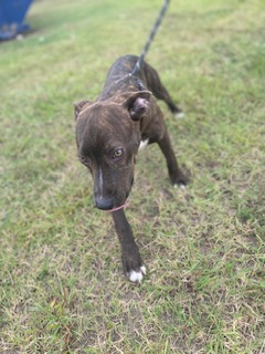 Enlarge Willow, a Adopted Hound in Woodbine, GA image 1/1
