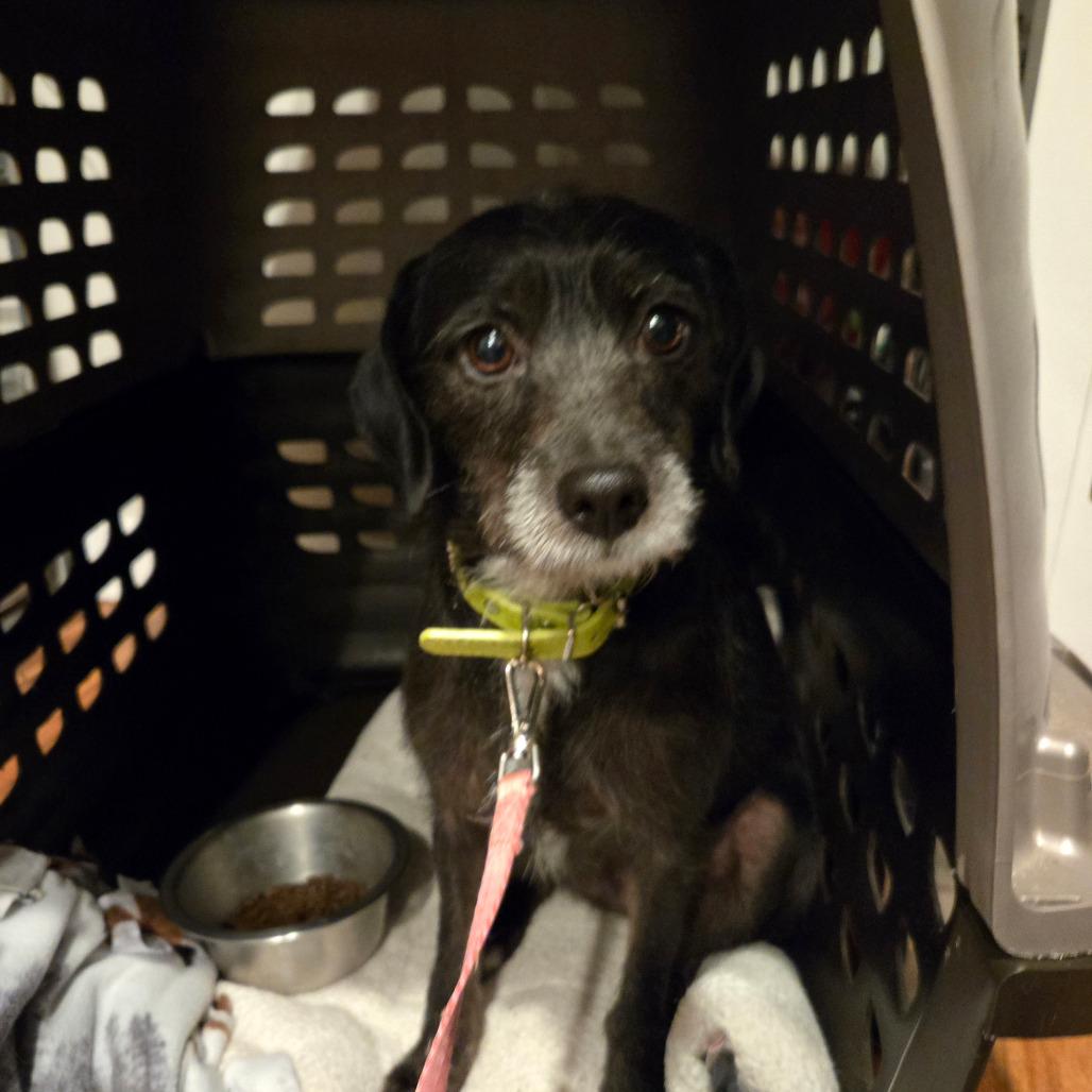 Moana — thumbnail 2