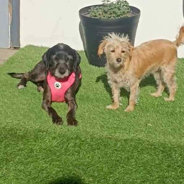 Moana — thumbnail 6