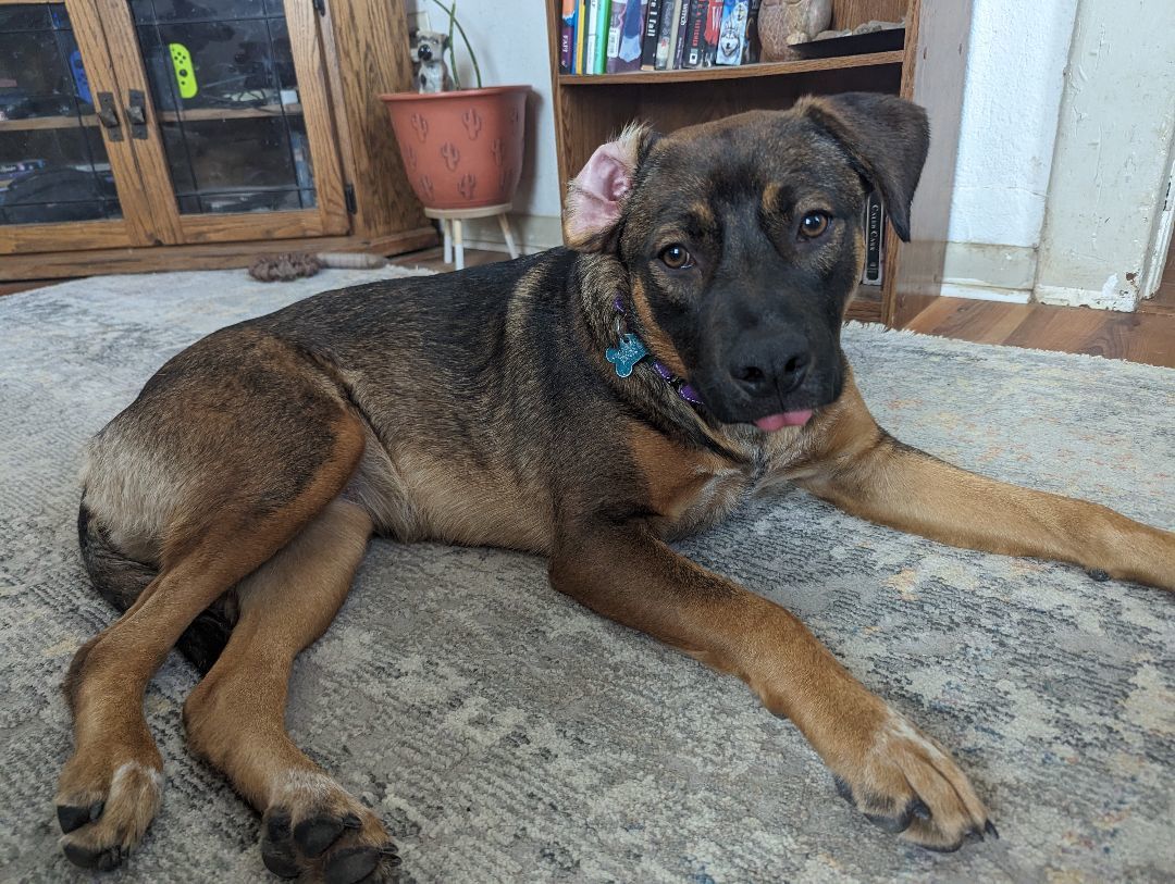 Fergie, Adoptable, Adult Female Shepherd.