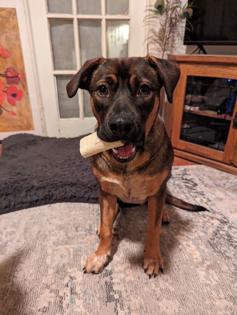 Enlarge Fergie, a Adoptable mixed breed in Colorado Springs, CO image 2/6