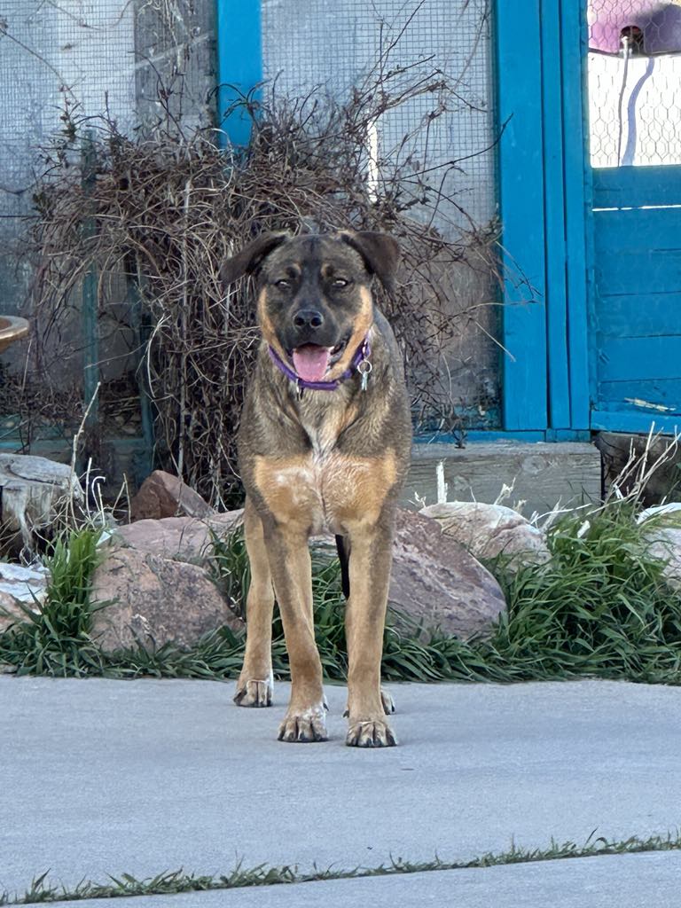 Enlarge Fergie, a Adoptable mixed breed in Colorado Springs, CO image 3/6