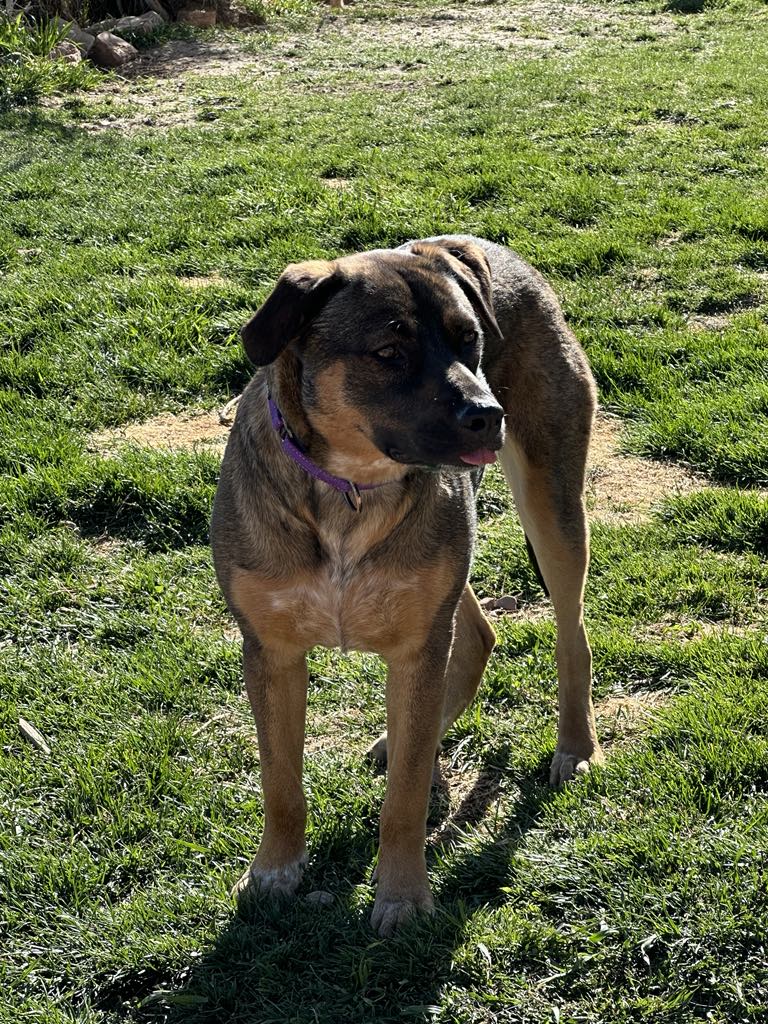 Enlarge Fergie, a Adoptable mixed breed in Colorado Springs, CO image 4/6