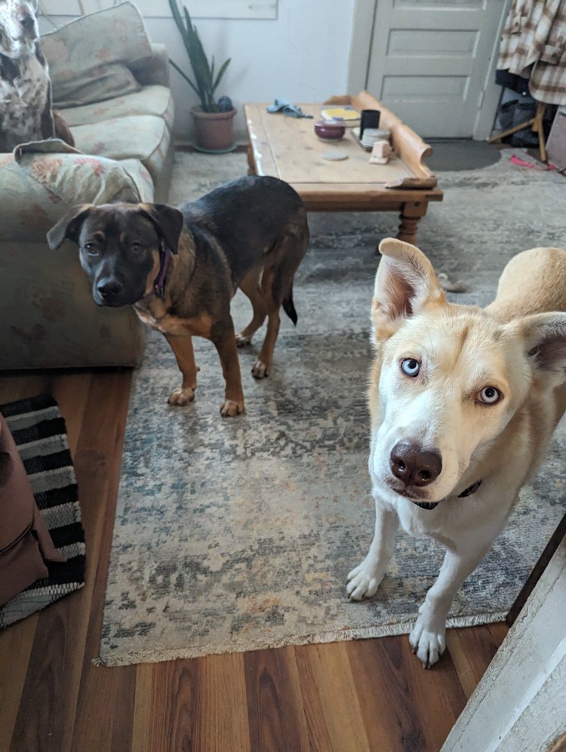 Enlarge Fergie, a Adoptable mixed breed in Colorado Springs, CO image 5/6