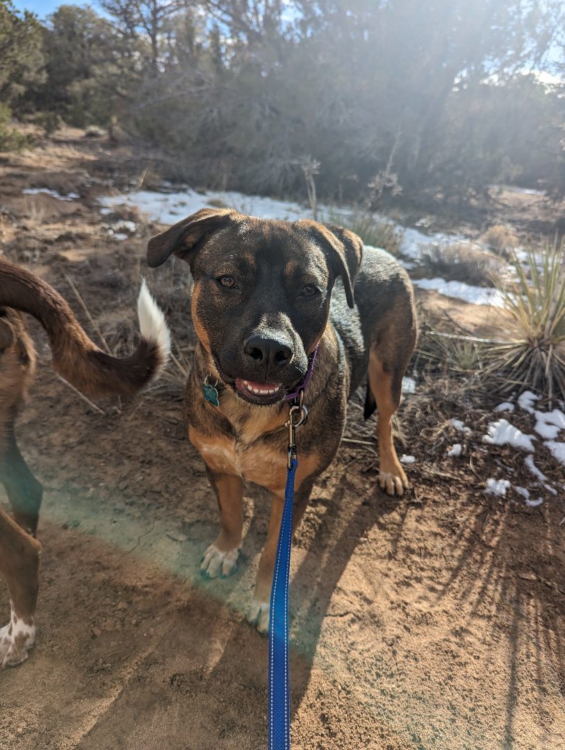 Enlarge Fergie, a Adoptable mixed breed in Colorado Springs, CO image 6/6