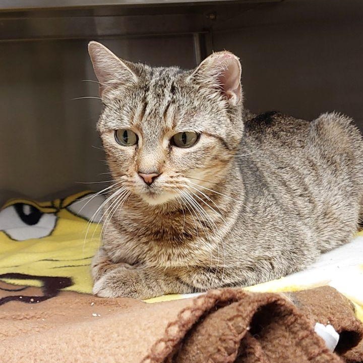 Enlarge Puddin', a ADOPTABLE Domestic Short Hair in Liberty, MO image 1/2