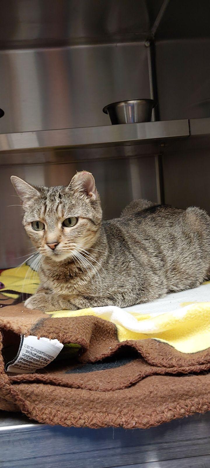 Enlarge Puddin', a ADOPTABLE Domestic Short Hair in Liberty, MO image 2/2