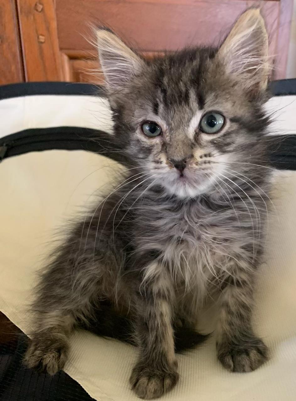 Enlarge Midget, a ADOPTABLE Tabby in Pasco, WA image 6/6