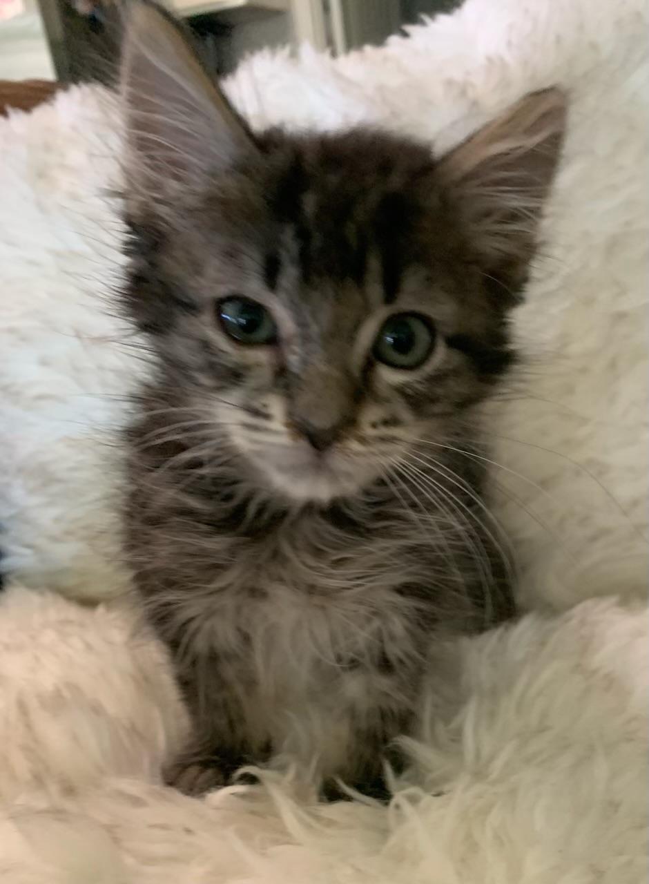 Enlarge Midget, a ADOPTABLE Tabby in Pasco, WA image 4/6