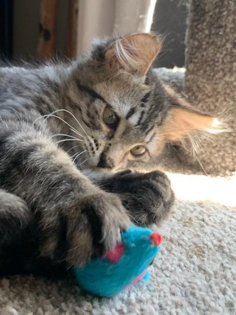Midge, a ADOPTABLE Tabby in Pasco, WA image 4/6