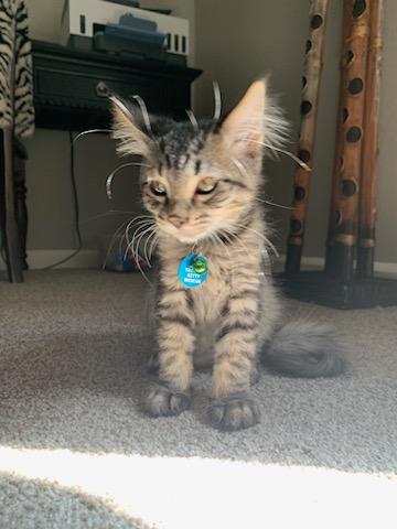 Midge, a ADOPTABLE Tabby in Pasco, WA image 5/6