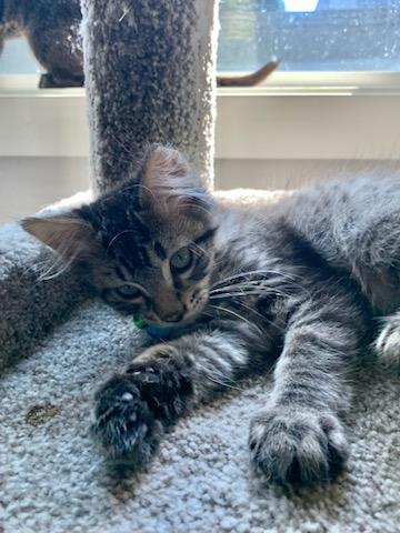 Midge, a ADOPTABLE Tabby in Pasco, WA image 3/6