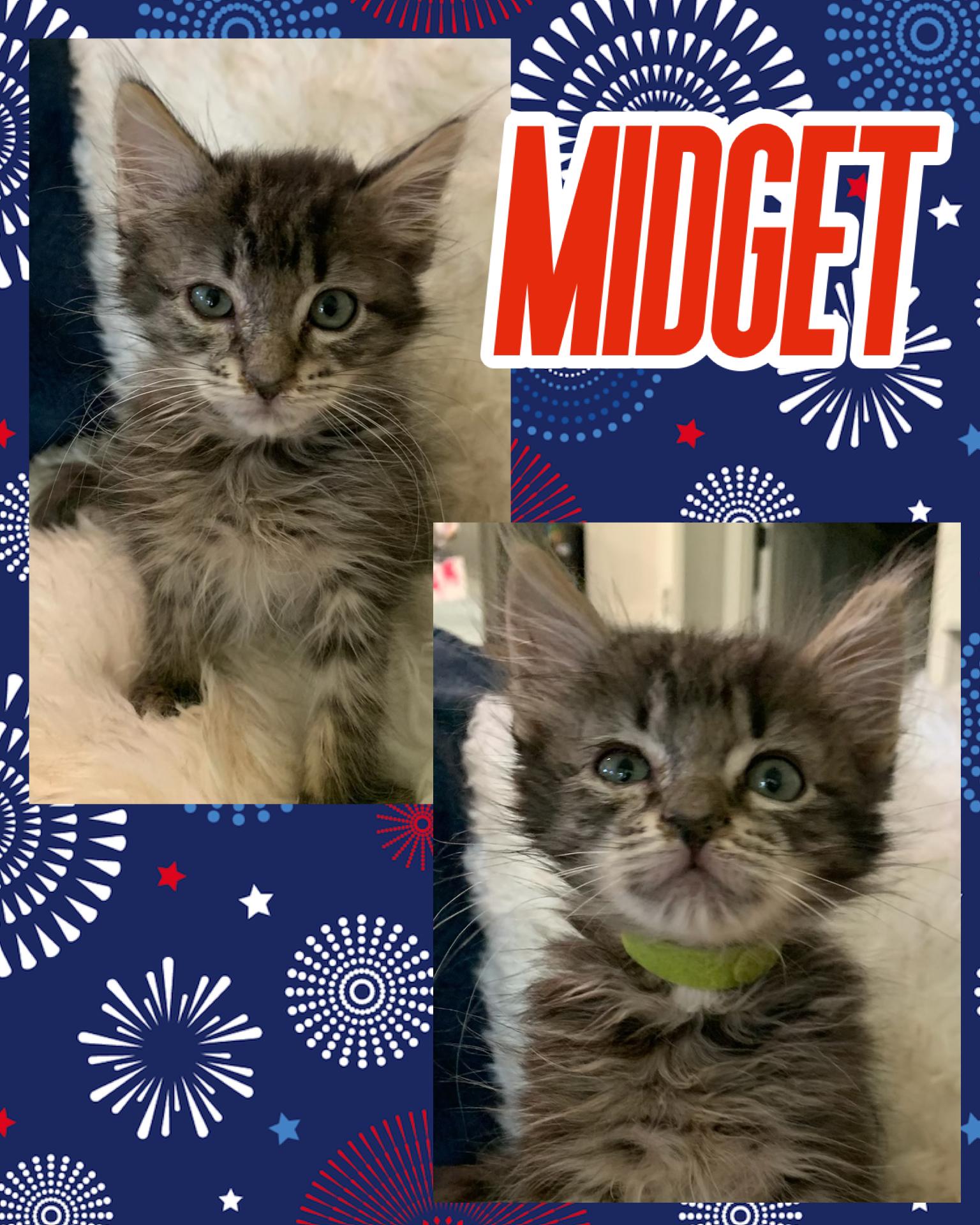 Midget, ADOPTABLE, Kitten Male Tabby.