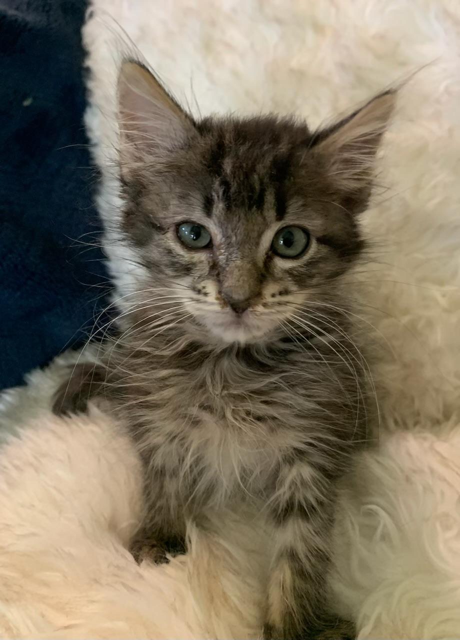 Enlarge Midget, a ADOPTABLE Tabby in Pasco, WA image 5/6