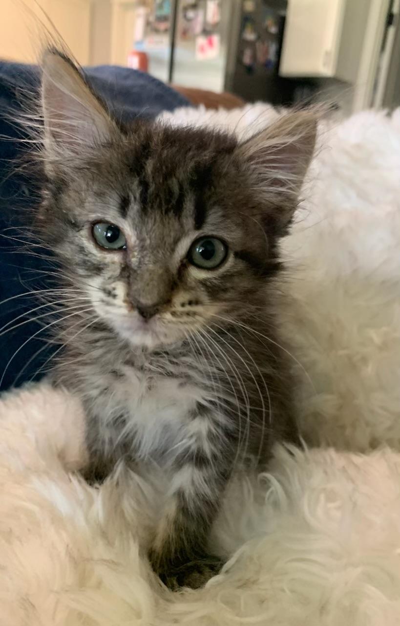 Enlarge Midget, a ADOPTABLE Tabby in Pasco, WA image 3/6