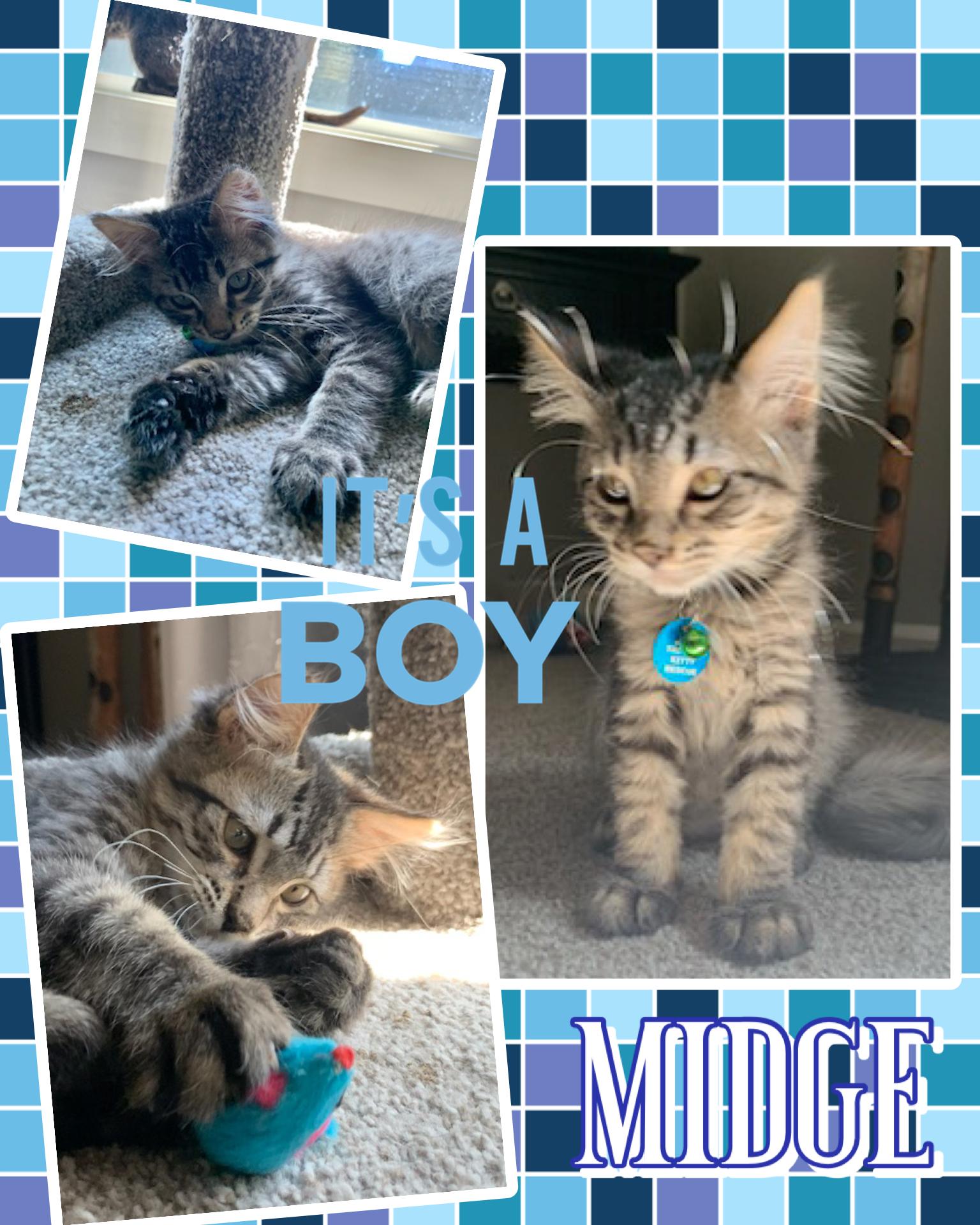 Midge, ADOPTABLE, Kitten Male Tabby.