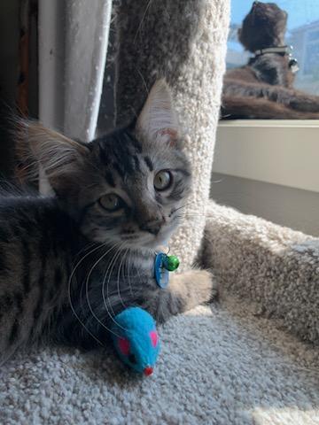 Midge, a ADOPTABLE Tabby in Pasco, WA image 6/6