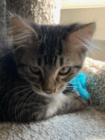 Midge, a ADOPTABLE Tabby in Pasco, WA image 2/6