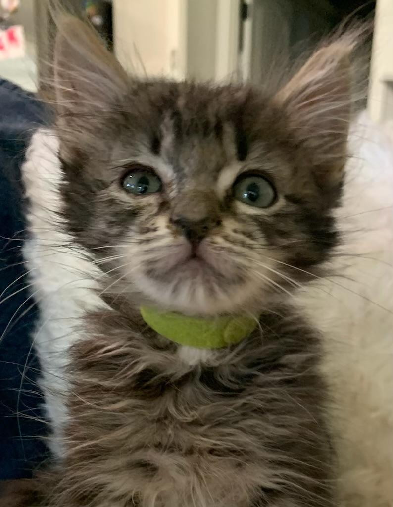 Enlarge Midget, a ADOPTABLE Tabby in Pasco, WA image 2/6
