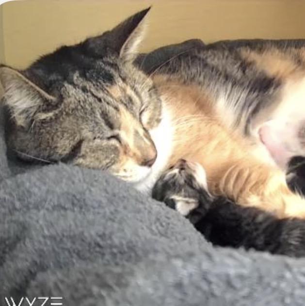 Clementine, ADOPTABLE, Young Female Domestic Short Hair.