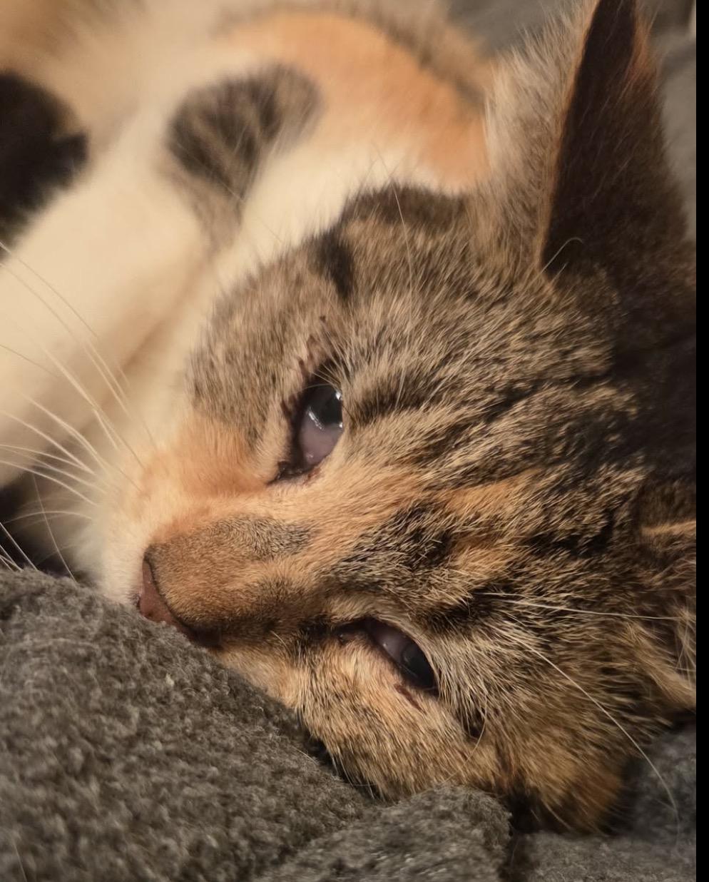Clementine, a ADOPTABLE Domestic Short Hair in Maineville, OH image 2/3