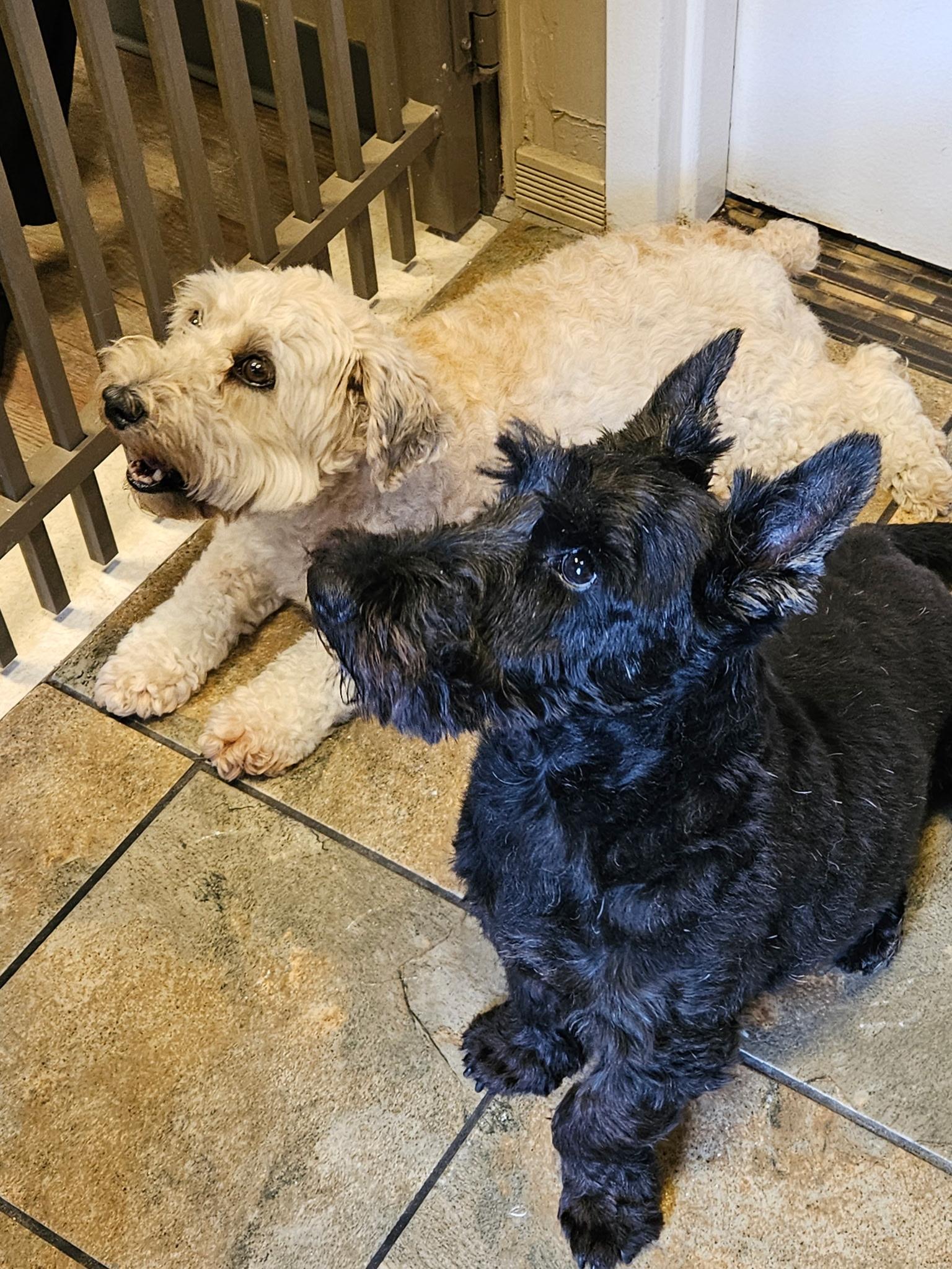 Enlarge Hogan and Doris, a Adoptable Scottish Terrier in Rockaway, NJ image 5/6