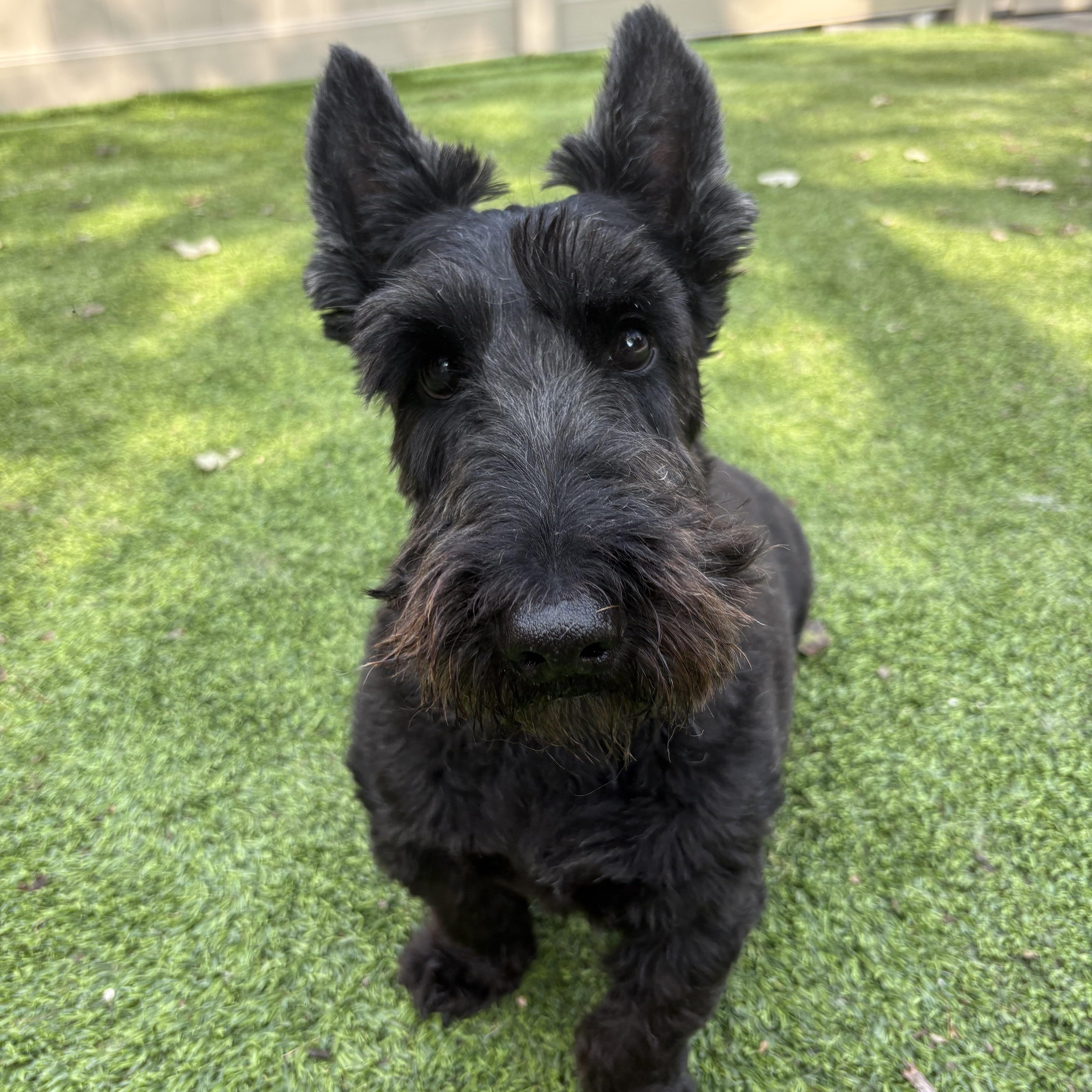 Hogan and Doris, Adoptable, Adult Male Scottish Terrier.