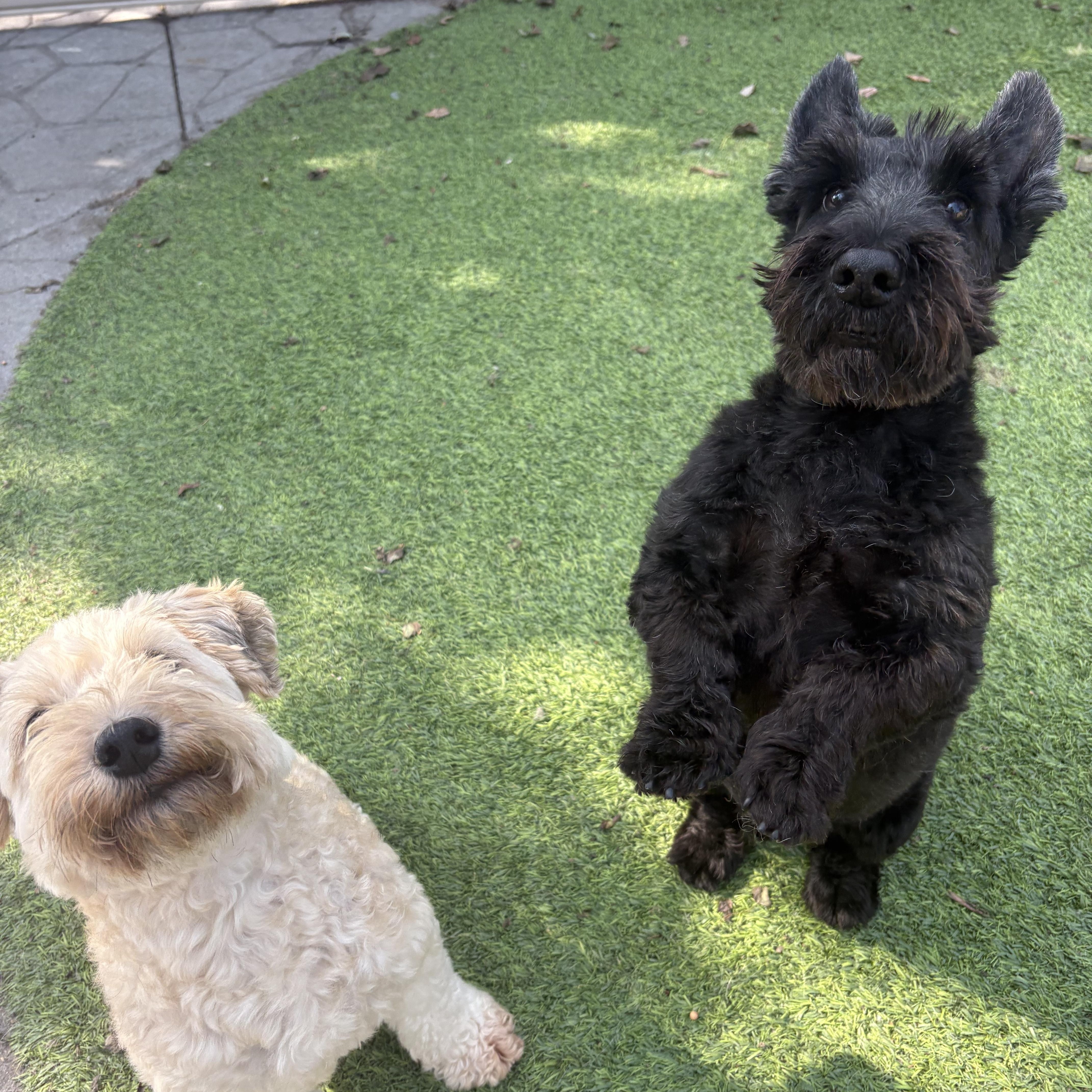 Enlarge Hogan and Doris, a Adoptable Scottish Terrier in Rockaway, NJ image 2/6