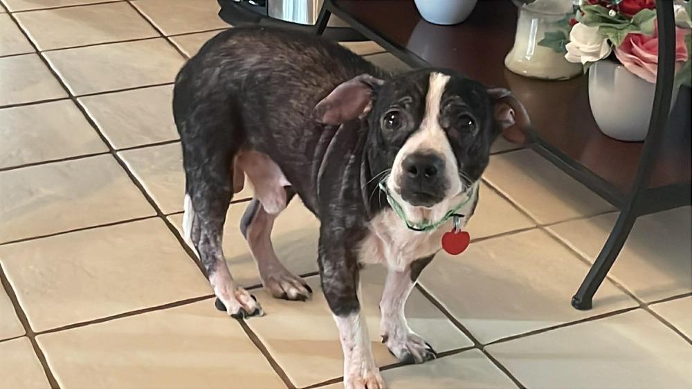 Enlarge Leonard, a Adoptable mixed breed in Springdale, PA image 1/6