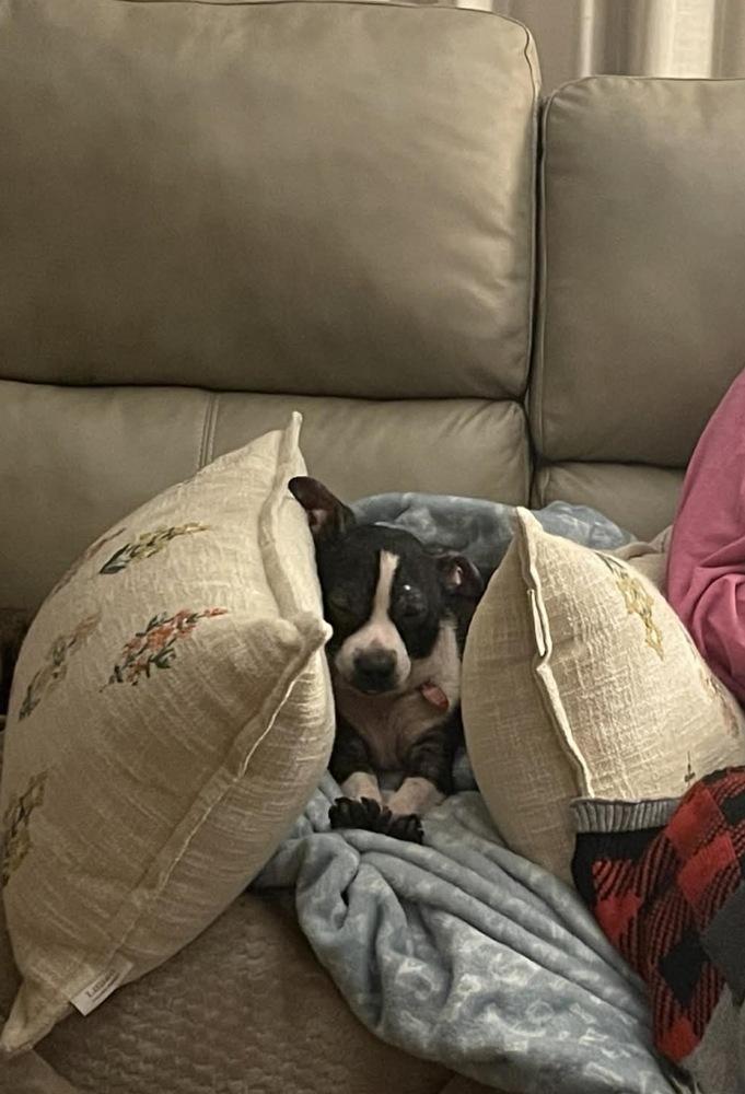 Enlarge Leonard, a Adoptable mixed breed in Springdale, PA image 3/6