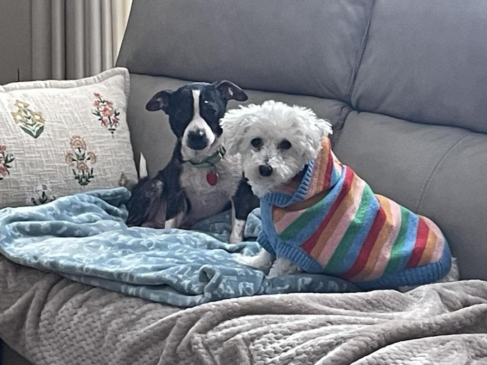 Enlarge Leonard, a Adoptable mixed breed in Springdale, PA image 5/6