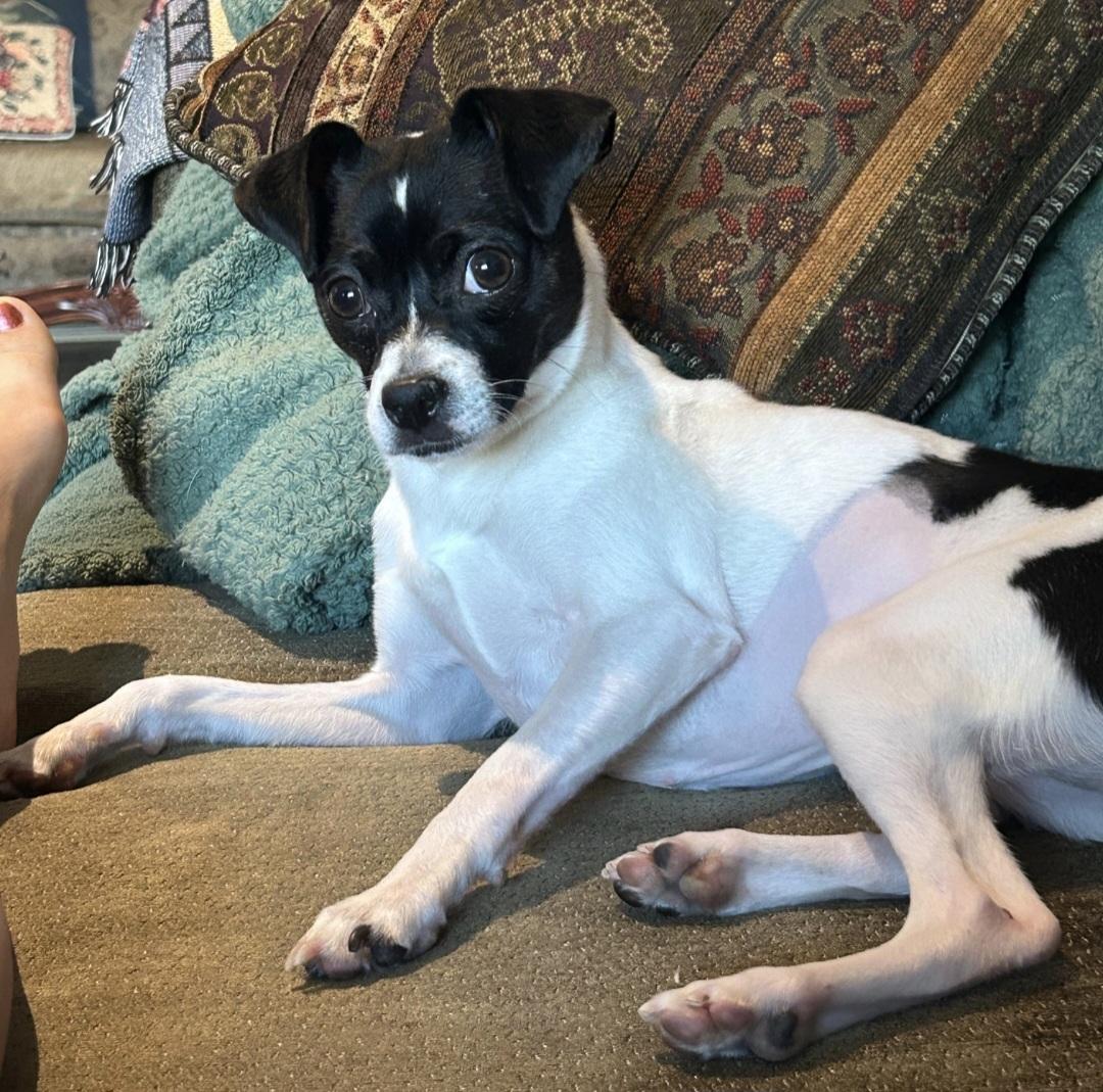 Star, ADOPTABLE, Young Female Rat Terrier.