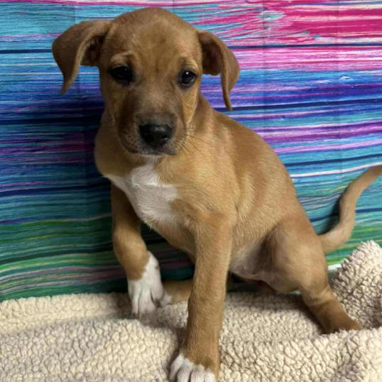 Ginger Spice, Adoptable, Puppy Female Shepherd.