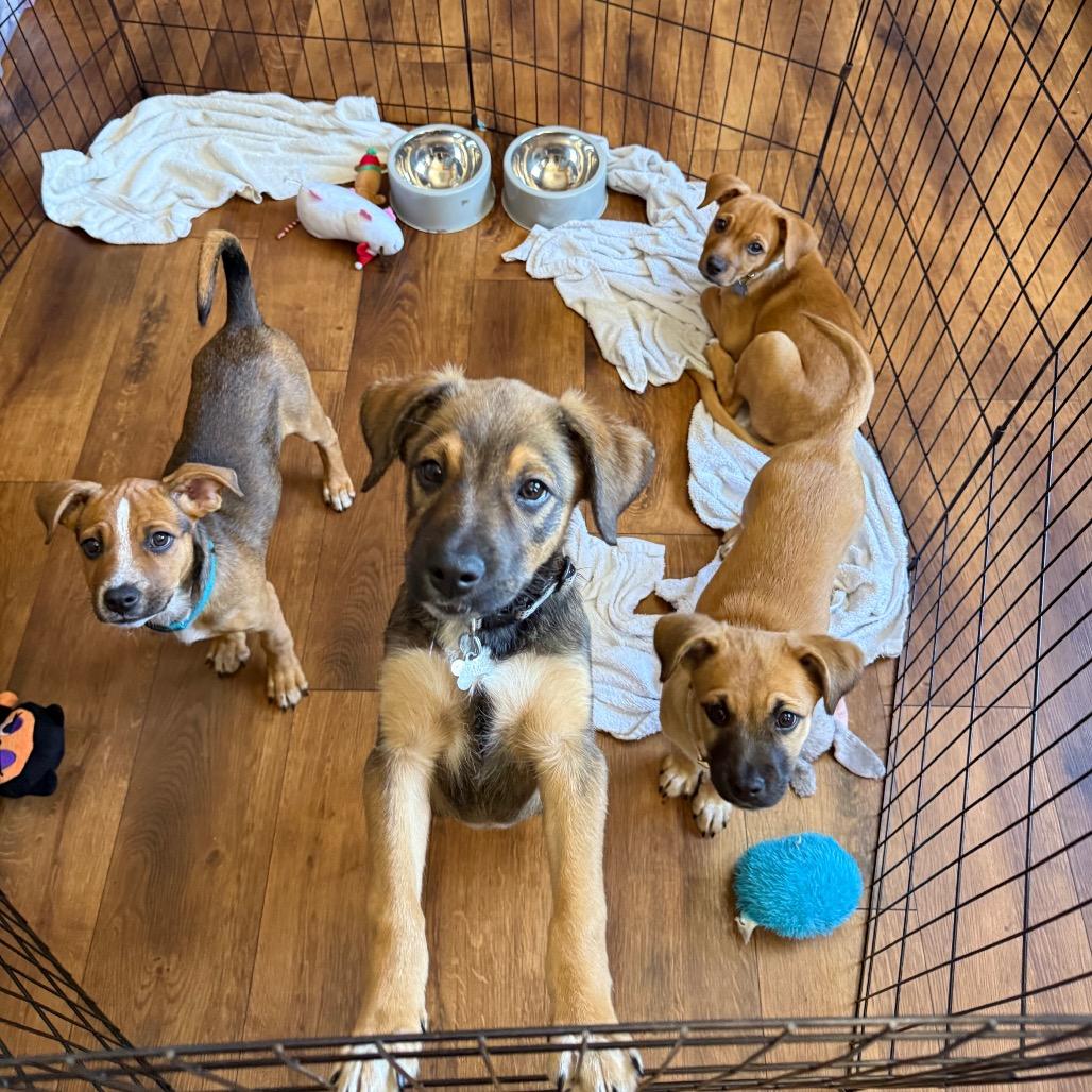 Ginger Spice, Adoptable, Puppy Female Shepherd.