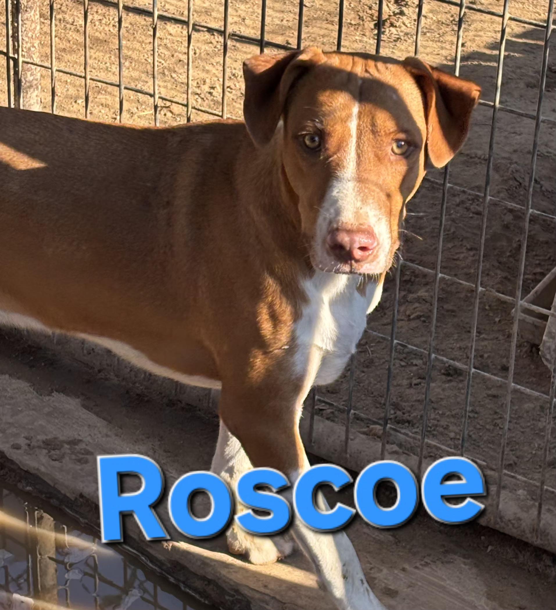 Enlarge roscoe, a Adoptable mixed breed in Mexia, TX image 1/1